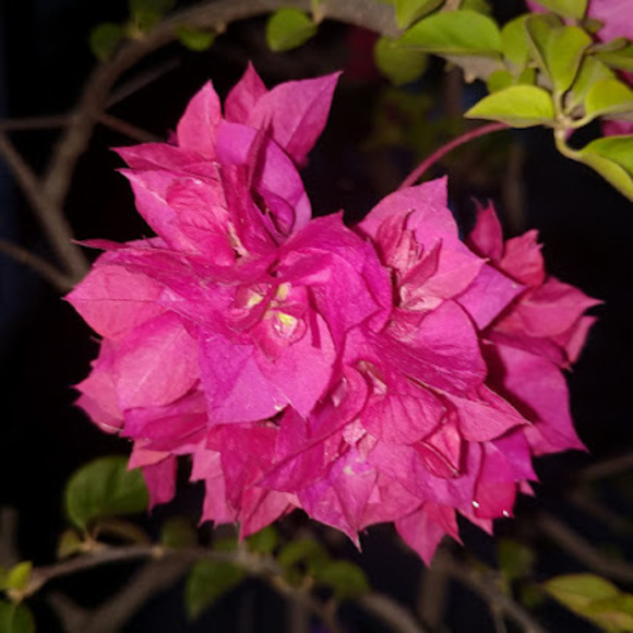 arunaminhas06